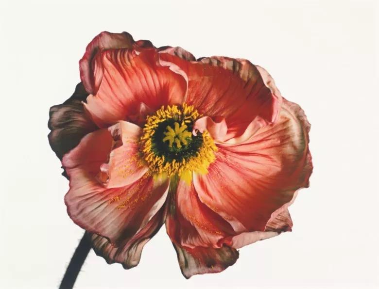 Iceland Poppy by Irving penn